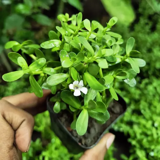 brahmi plant